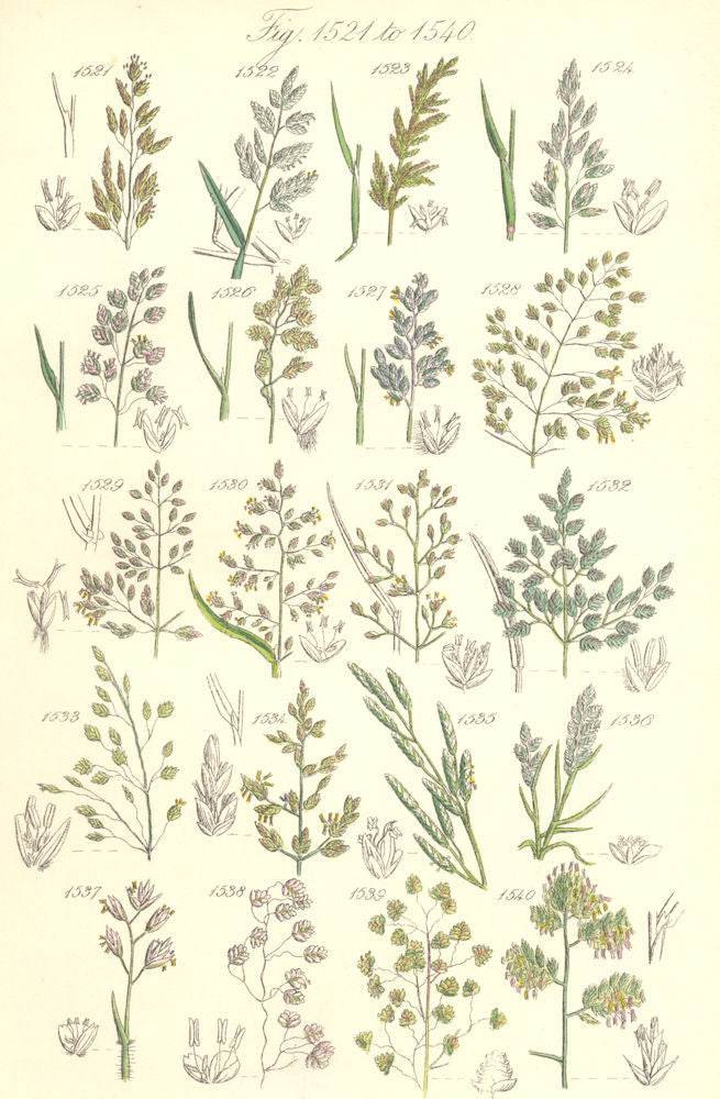 WILD GRASS FLOWERS. Meadow Sweet Heath Quaking Cock's-foot grass. SOWERBY 1890